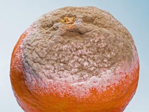 酵素ダイエットのボトルを洗う方法とカビ防止のポイントは？