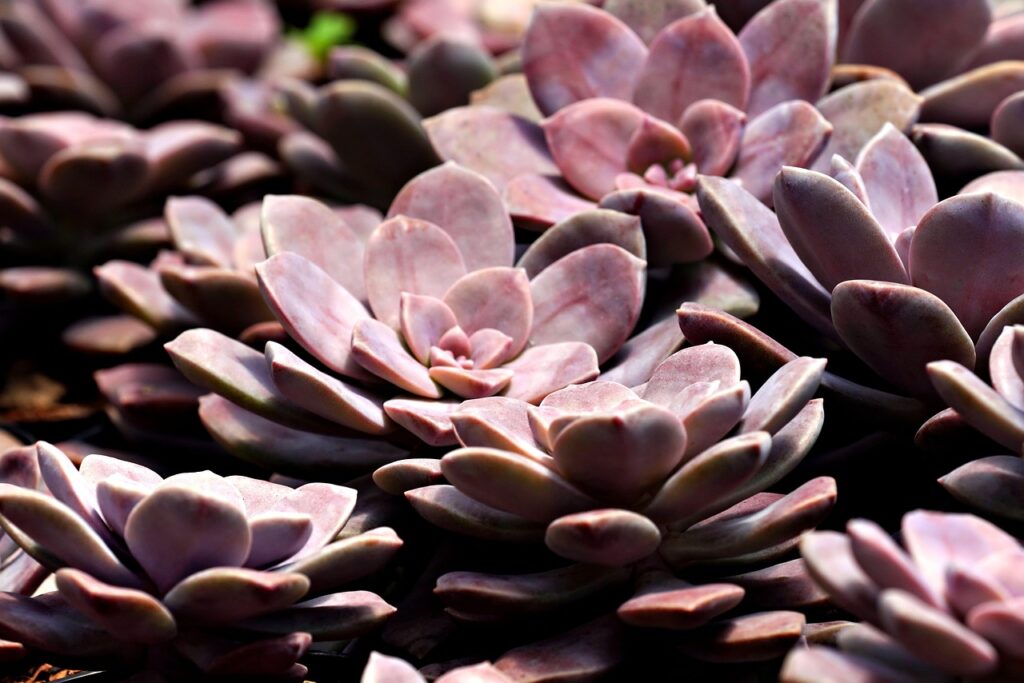 酵素ダイエットの原材料はどこ産で安心なのか？