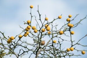 酵素ダイエットには副作用があるって本当？